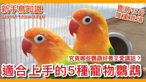 養鳥的人個性|你適合養寵物鳥嗎？養鸚鵡前需思考的6件事 – 我與鳥。